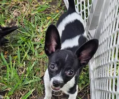 3 Papillon Chihuahua mix puppies for sale