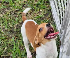3 Papillon Chihuahua mix puppies for sale
