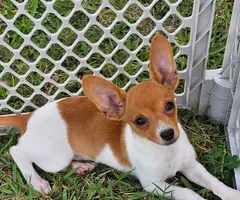 3 Papillon Chihuahua mix puppies for sale