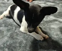 3 Papillon Chihuahua mix puppies for sale