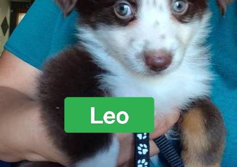 Super Cute Toy Aussie Puppies for sale