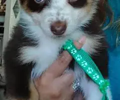 Super Cute Toy Aussie Puppies for sale