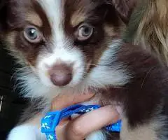 Super Cute Toy Aussie Puppies for sale