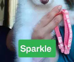 Super Cute Toy Aussie Puppies for sale