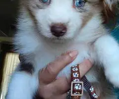 Super Cute Toy Aussie Puppies for sale