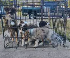 Super Cute Toy Aussie Puppies for sale