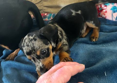 3 full-blooded dapple dachshund puppies for sale