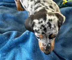 3 full-blooded dapple dachshund puppies for sale
