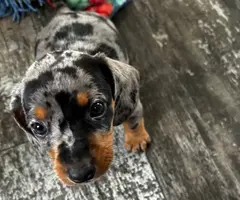 3 full-blooded dapple dachshund puppies for sale