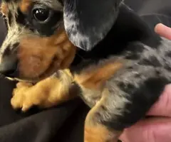 3 full-blooded dapple dachshund puppies for sale