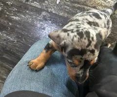 3 full-blooded dapple dachshund puppies for sale