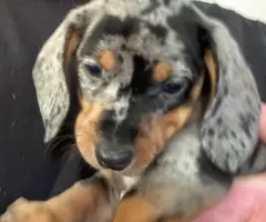 3 full-blooded dapple dachshund puppies for sale