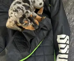 3 full-blooded dapple dachshund puppies for sale