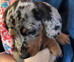 3 full-blooded dapple dachshund puppies for sale