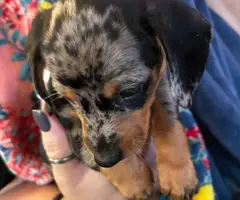 3 full-blooded dapple dachshund puppies for sale