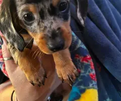 3 full-blooded dapple dachshund puppies for sale