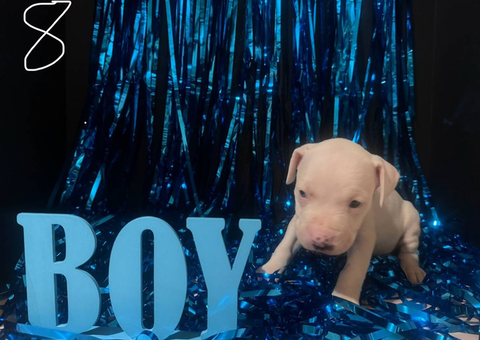 8 Bully Pit puppies for sale