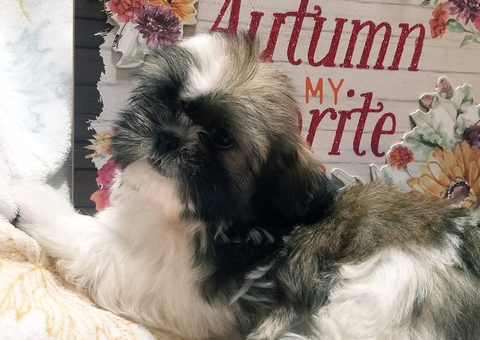 Gold and white AKC Shih Tzu puppy for sale
