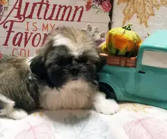 Gold and white AKC Shih Tzu puppy for sale
