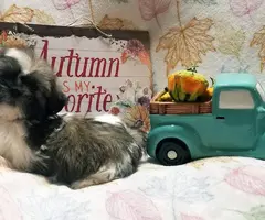 Gold and white AKC Shih Tzu puppy for sale