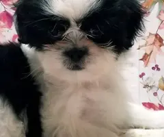 Gold and white AKC Shih Tzu puppy for sale