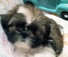 Gold and white AKC Shih Tzu puppy for sale