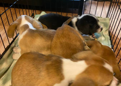 Corgi Chihuahua mix puppies for adoption