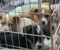 Corgi Chihuahua mix puppies for adoption
