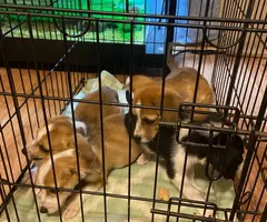 Corgi Chihuahua mix puppies for adoption