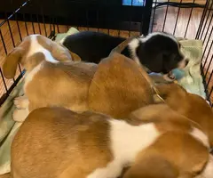 Corgi Chihuahua mix puppies for adoption