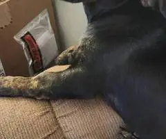 2 boy Chiweenie babies needing a home