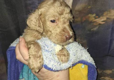 Beautiful AKC Standard Poodle puppies