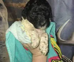 Beautiful AKC Standard Poodle puppies