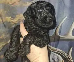 Beautiful AKC Standard Poodle puppies