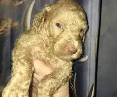 Beautiful AKC Standard Poodle puppies