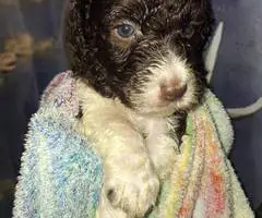 Beautiful AKC Standard Poodle puppies
