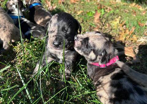 Catahoula Shepherd puppies for sale