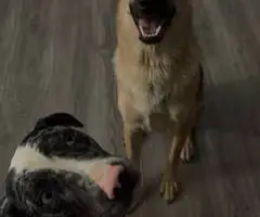 Catahoula Shepherd puppies for sale