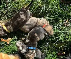 Catahoula Shepherd puppies for sale