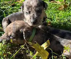 Catahoula Shepherd puppies for sale