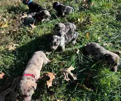 Catahoula Shepherd puppies for sale