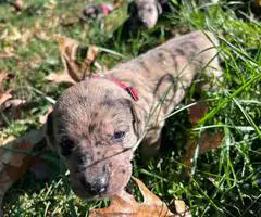 Catahoula Shepherd puppies for sale