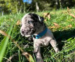 Catahoula Shepherd puppies for sale