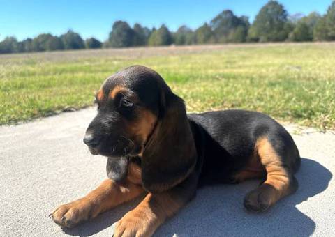 Basset hound mix puppy for sale