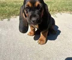 Basset hound mix puppy for sale