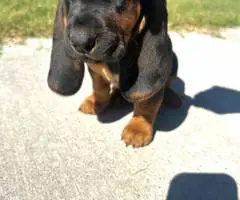 Basset hound mix puppy for sale