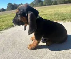 Basset hound mix puppy for sale