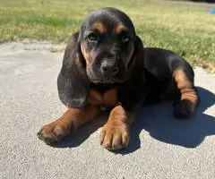 Basset hound mix puppy for sale