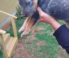 Australian Cattle Dog puppies for sale