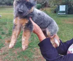 Australian Cattle Dog puppies for sale